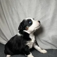 Lily, a female Miniature Australian Shepherd for sale in Mill Spring, NC – Photo 3 of 6