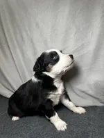 Lily, a female Miniature Australian Shepherd for sale in Mill Spring, NC – Photo 3 of 6