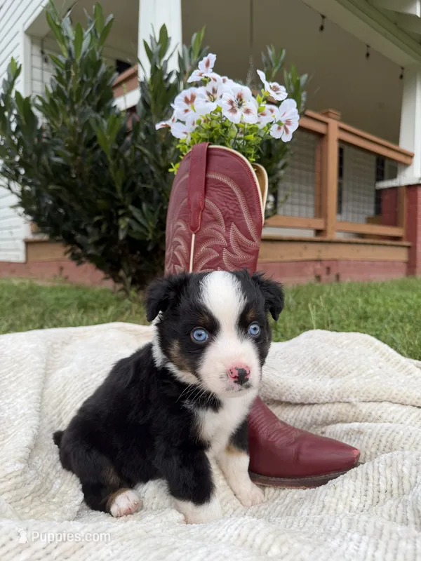 Boots – Miniature Australian Shepherd puppy for sale in Mill Spring, NC