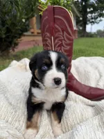 Buck, a male Miniature Australian Shepherd for sale in Mill Spring, NC – 4 of 7