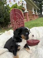 Buck, a male Miniature Australian Shepherd for sale in Mill Spring, NC – 5 of 7