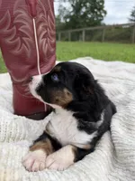 Buck, a male Miniature Australian Shepherd for sale in Mill Spring, NC – 2 of 7