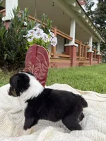Boots, a male Miniature Australian Shepherd for sale in Mill Spring, NC – 2 of 5