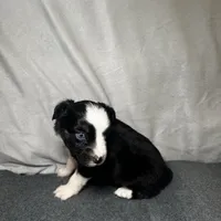 Ember, a female Miniature Australian Shepherd for sale in Mill Spring, NC – Photo 2 of 5