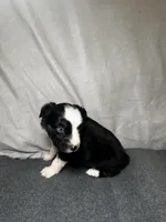 Ember, a female Miniature Australian Shepherd for sale in Mill Spring, NC – Photo 2 of 5