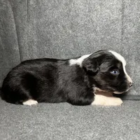 Ember, a female Miniature Australian Shepherd for sale in Mill Spring, NC – Photo 4 of 5