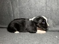 Ember, a female Miniature Australian Shepherd for sale in Mill Spring, NC – Photo 4 of 5