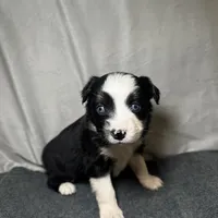 Ember, a female Miniature Australian Shepherd for sale in Mill Spring, NC – Photo 1 of 5
