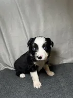 Ember, a female Miniature Australian Shepherd for sale in Mill Spring, NC – Photo 1 of 5
