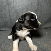 Ember, a female Miniature Australian Shepherd for sale in Mill Spring, NC – Photo 5 of 5
