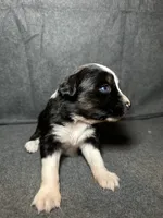 Ember, a female Miniature Australian Shepherd for sale in Mill Spring, NC – Photo 5 of 5