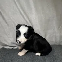 Ember, a female Miniature Australian Shepherd for sale in Mill Spring, NC – Photo 3 of 5