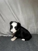 Ember, a female Miniature Australian Shepherd for sale in Mill Spring, NC – Photo 3 of 5