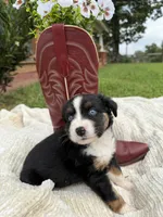 Buck, a male Miniature Australian Shepherd for sale in Mill Spring, NC – 7 of 7