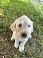 Annie, a female Goldendoodle for sale in Naples, FL – 2 of 4