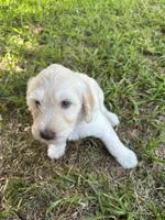 Annie, a female Goldendoodle for sale in Naples, FL – 3 of 4