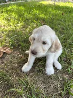 Annie, a female Goldendoodle for sale in Naples, FL – 1 of 4