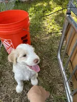 Saddie , a female Goldendoodle for sale in Naples, FL – 4 of 5