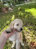 Peaches, a female English Goldendoodle for sale in Naples, FL – 1 of 4