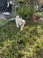 Annie, a female Goldendoodle for sale in Naples, FL – 4 of 4