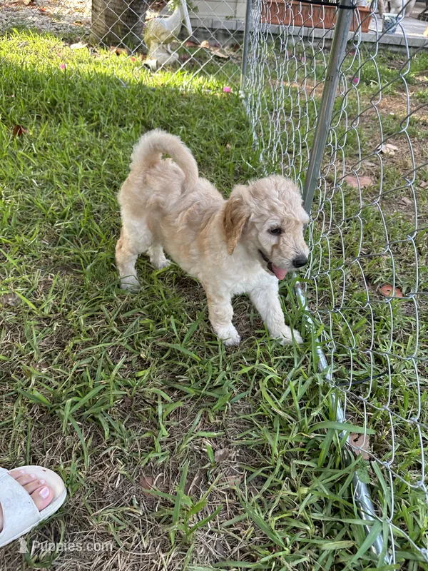 Honey – Goldendoodle puppy for sale in Naples, FL