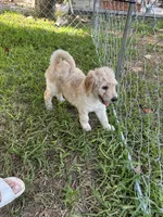 Honey, a female Goldendoodle for sale in Naples, FL – 1 of 4