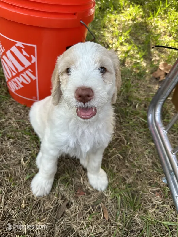 Saddie  – Goldendoodle puppy for sale in Naples, FL