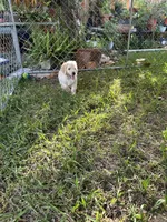 Peaches, a female English Goldendoodle for sale in Naples, FL – 3 of 4