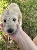 Honey, a female Goldendoodle for sale in Naples, FL – 4 of 4