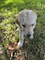 Honey, a female Goldendoodle for sale in Naples, FL – 2 of 4