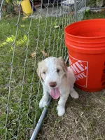 Saddie , a female Goldendoodle for sale in Naples, FL – 2 of 5