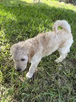 Honey, a female Goldendoodle for sale in Naples, FL – 3 of 4