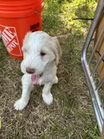 Saddie , a female Goldendoodle for sale in Naples, FL – 3 of 5