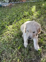 Peaches, a female English Goldendoodle for sale in Naples, FL – 2 of 4