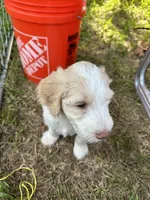 Saddie , a female Goldendoodle for sale in Naples, FL – 5 of 5