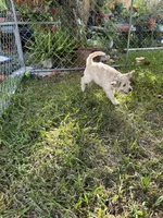 Peaches, a female English Goldendoodle for sale in Naples, FL – 4 of 4