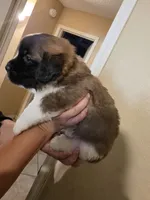 Odin (Black), a male Saint Bernard for sale in Bakersfield, CA – 4 of 6