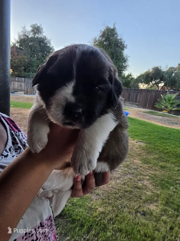 Black – Saint Bernard puppy for sale in Bakersfield, CA