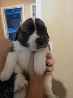 Odin (Black), a male Saint Bernard for sale in Bakersfield, CA – 3 of 6