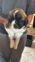 Odin (Black), a male Saint Bernard for sale in Bakersfield, CA – 1 of 6