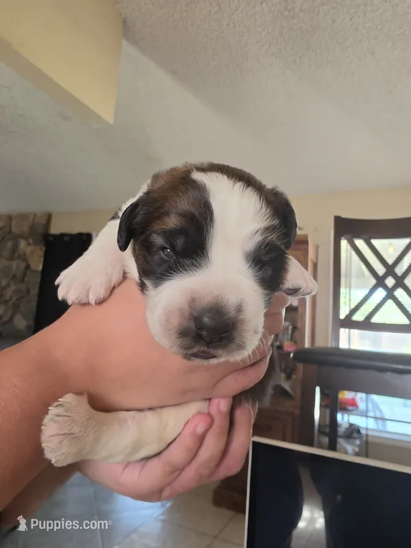 Blue  – Saint Bernard puppy for sale in Bakersfield, CA