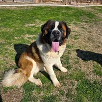 Odin (Black), a male Saint Bernard for sale in Bakersfield, CA – 5 of 6