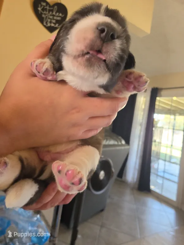 Black – Saint Bernard puppy for sale in Bakersfield, CA