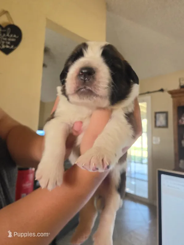 Lime Green – Saint Bernard puppy for sale in Bakersfield, CA