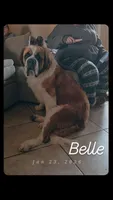 Odin (Black), a male Saint Bernard for sale in Bakersfield, CA – 6 of 6