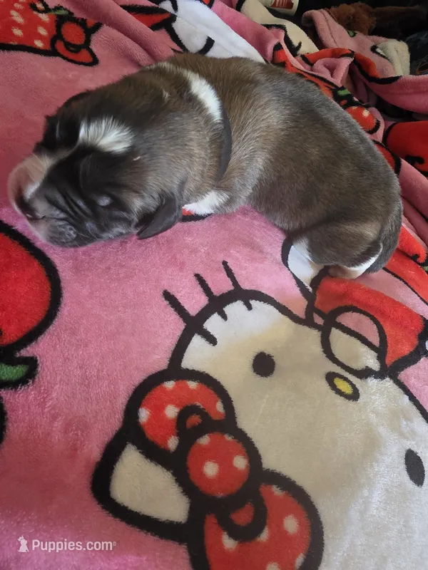 Black – Saint Bernard puppy for sale in Bakersfield, CA