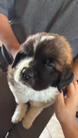 Odin (Black), a male Saint Bernard for sale in Bakersfield, CA – 2 of 6