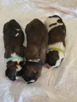 Blue , a male Saint Bernard for sale in Bakersfield, CA – 2 of 2