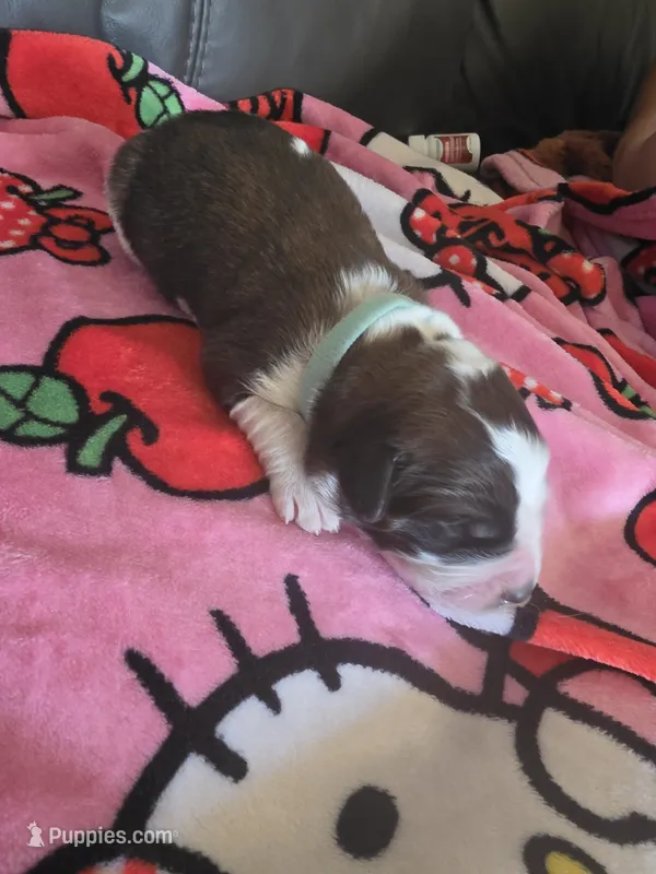 Blue  – Saint Bernard puppy for sale in Bakersfield, CA