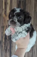 Girl 2-Hold, a female Miniature Schnauzer for sale in Brenham, TX – Photo 2 of 3